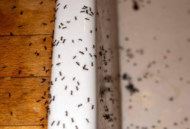 Best Spider Control Near Me  in Summit, NJ