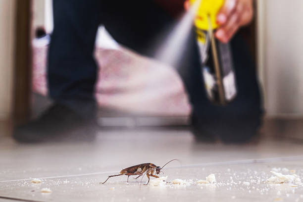 Flea Control Services in Summit, NJ